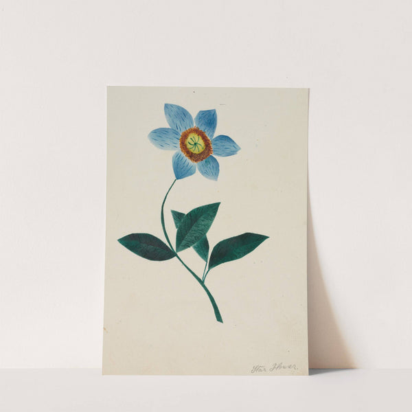 Star Flower (1800s) by Mary Altha Nims