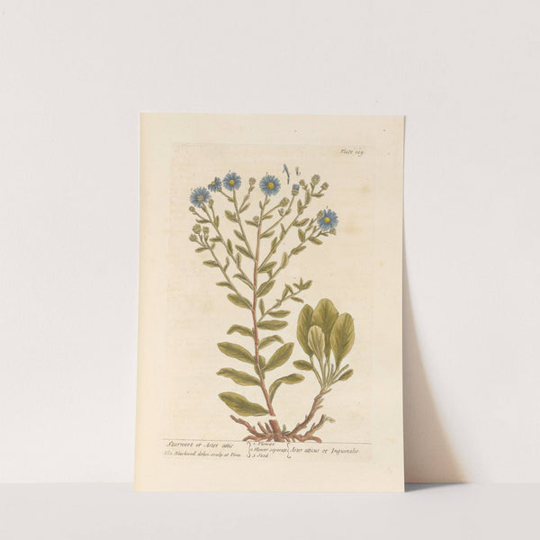 Starwort or aster attic by Elizabeth Blackwell