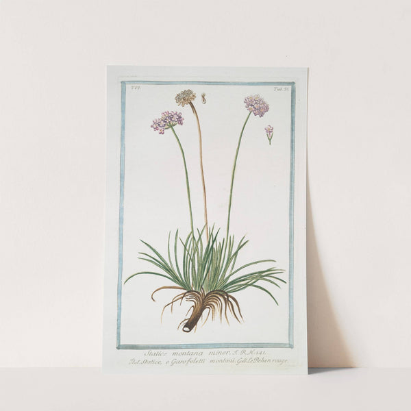 Statice montana minor - Statice, e Garofoletti montani - Le Behen rouge (Alpine armory) by Giorgio Bonelli