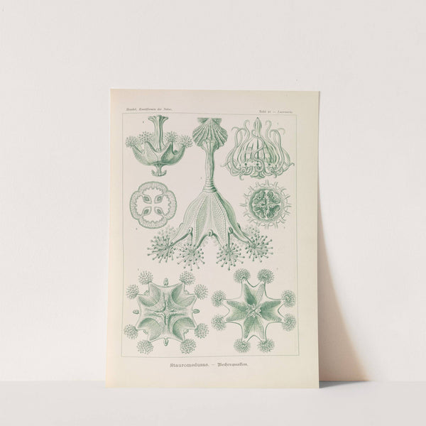 Stauromedusae. - Becherquallen by Ernst Haeckel