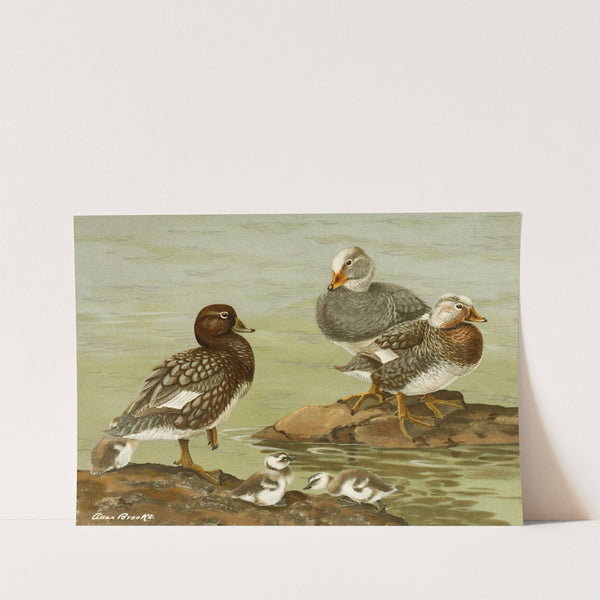 Steamer Duck (1922-1926) by Allan Brooks