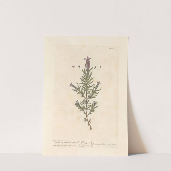 Stechas, or French lavender by Elizabeth Blackwell