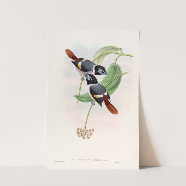 Steere's Broadbill by John Gould