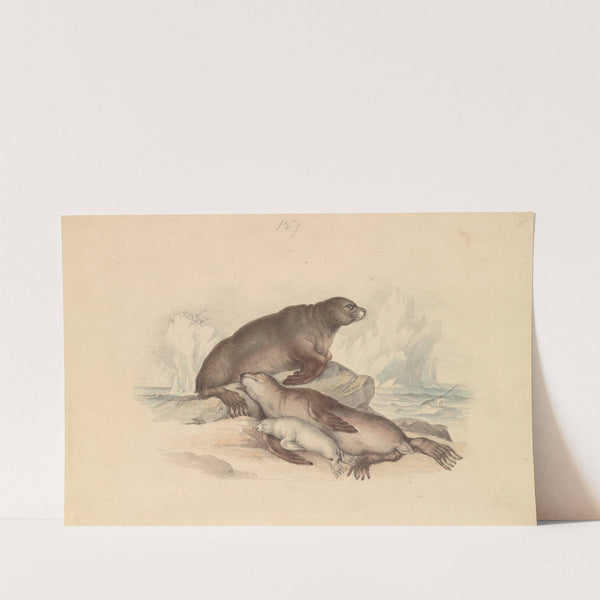 Steller Sea Lion by James Stewart