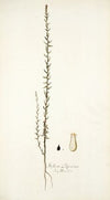 Stellera passerina