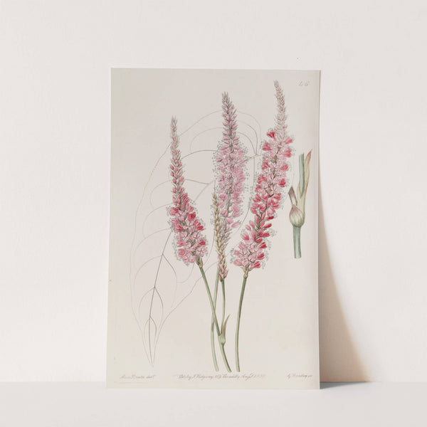 Stem-clasping Polygonum by Sydenham Edwards
