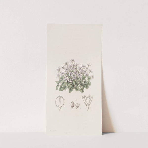 Stemless Violet-Cress by Sydenham Edwards