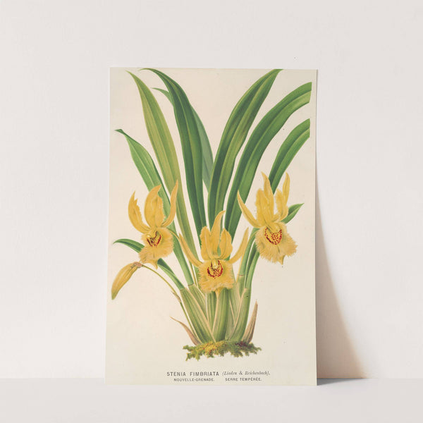 Stenia fimbriata by Charles Antoine Lemaire