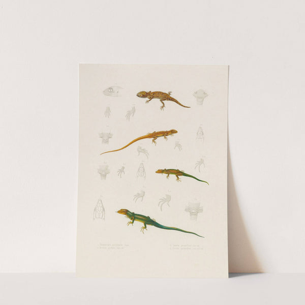 Stenodactylus Mauritanicus, Lacerta perspicillata, Eremias pardalis, Lacerta perspicillata by Arthus Bertrand