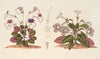 Stenogastra concinna J.D. Hook