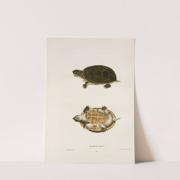 Stenothoerus odoratus. by John Edwards Holbrook