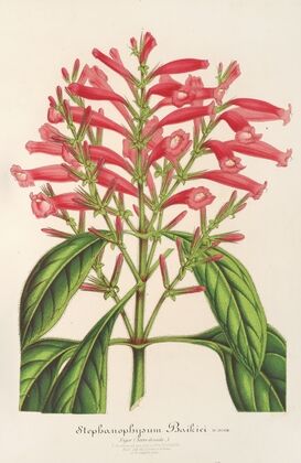 Stephanopbysum Baikiei