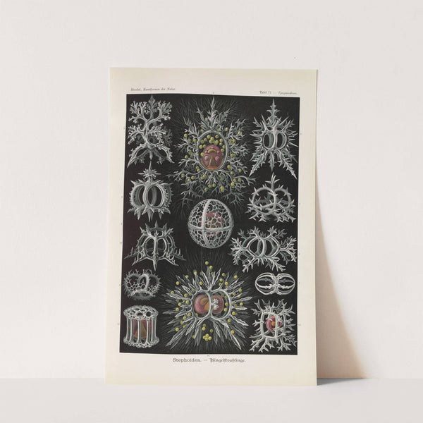 Stephoidea. - Ringelstrahlinge by Ernst Haeckel