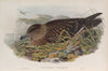 Stercorarius catarrhactes. Great Skua. (1862-1873)