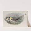 Stercorarius longicaudus. Long-tailed Skua. (1862-1873) by John Gould
