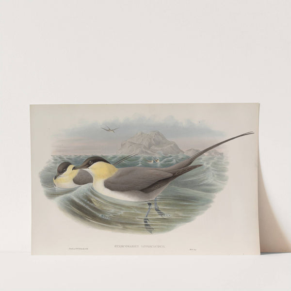 Stercorarius longicaudus. Long-tailed Skua. (1862-1873) by John Gould