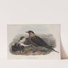 Stercorarius parasiticus. Arctic Skua. (1862-1873) by John Gould