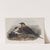 Stercorarius parasiticus. Arctic Skua. (1862-1873) by John Gould