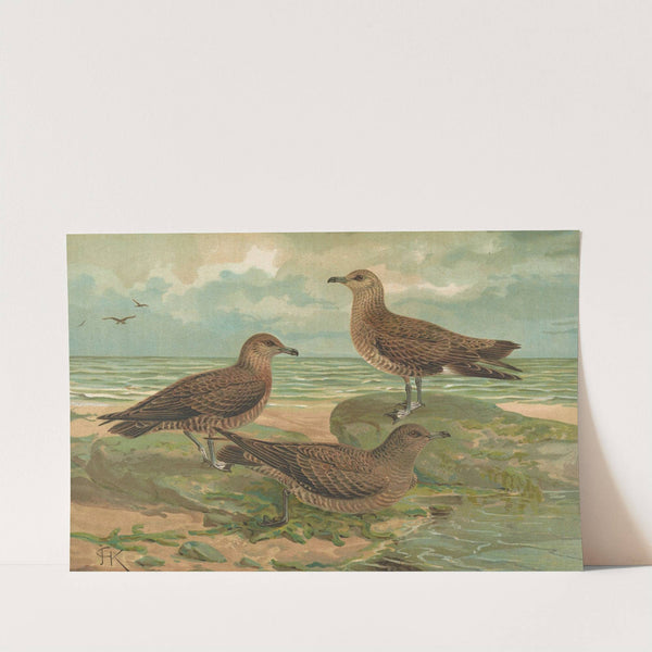 Stercorarius parasiticus, Stercorarius pomarinus, Mittlere Raubmòve, Stercorarius longicaudus Vieill by Johann Friedrich Naumann
