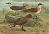 Stercorarius parasiticus, Stercorarius skua (Brunn.), Stercorarius pomarinus, Mittlere Raubmòve