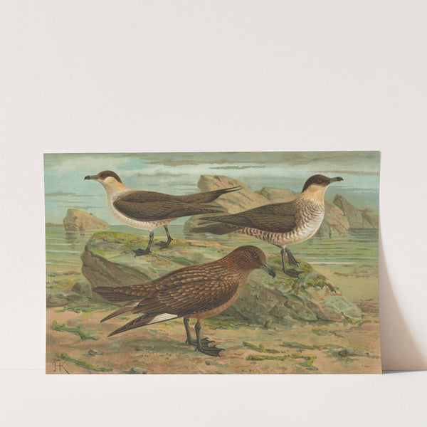 Stercorarius parasiticus, Stercorarius skua (Brunn.), Stercorarius pomarinus, Mittlere Raubmòve by Johann Friedrich Naumann