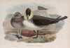Stercorarius pomatorhinus. Pomatorhine Skua. (1862-1873)