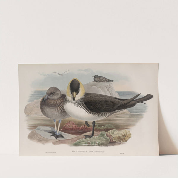 Stercorarius pomatorhinus. Pomatorhine Skua. (1862-1873) by John Gould