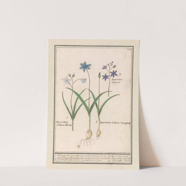 Sterhyacint (Scilla) (1596-1610) by Anselmus Boëtius de Boodt