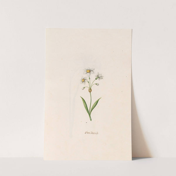 Stern Narciss (1692) by Magdelena Rosina Funck