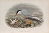 Sterna hirundo. Common Tern. (1862-1873)