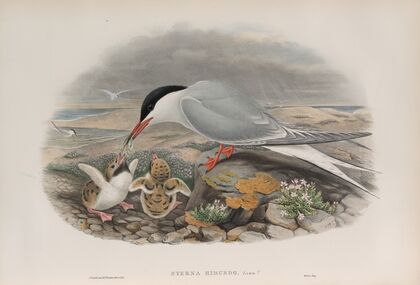 Sterna hirundo. Common Tern. (1862-1873)