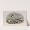 Sterna hirundo. Common Tern. (1862-1873) by John Gould