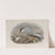 Sterna hirundo. Common Tern. (1862-1873) by John Gould