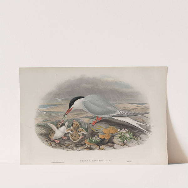 Sterna hirundo. Common Tern. (1862-1873) by John Gould