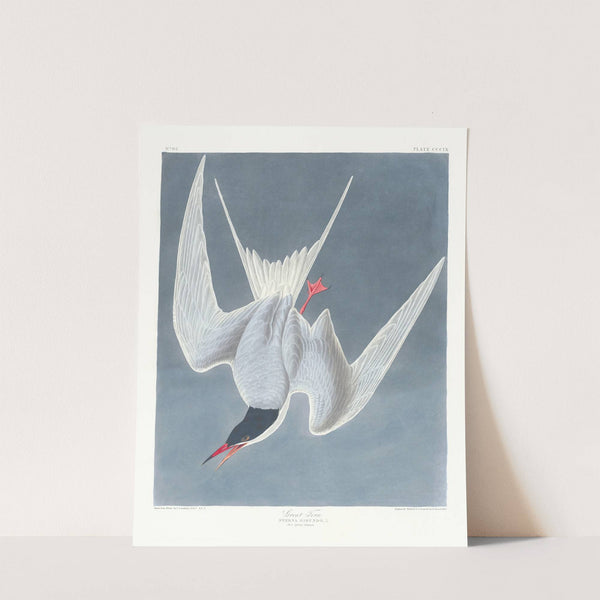 Sterna hirundo by John James Audubon