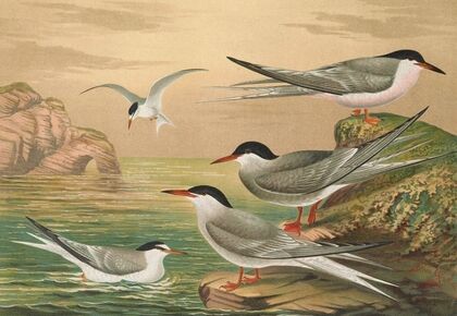 Sterna hirundo, Sterna macrura, Sterna Dougalli Mont., Sterna minuta