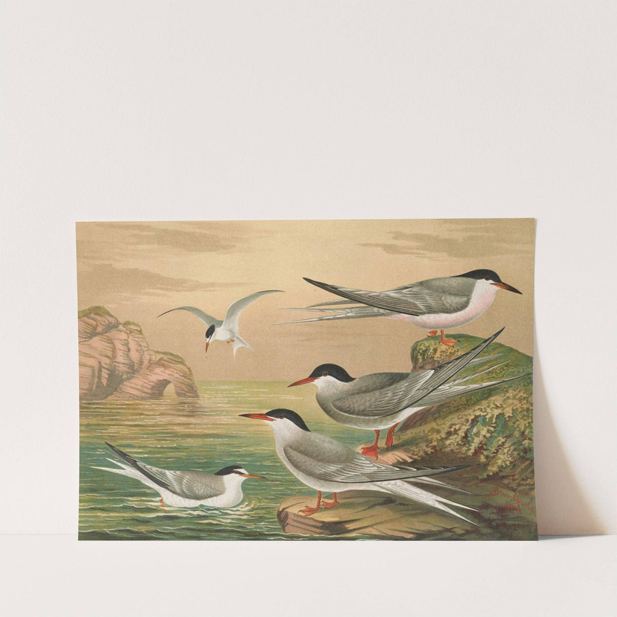 Sterna hirundo, Sterna macrura, Sterna Dougalli Mont., Sterna minuta by Johann Friedrich Naumann