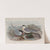 Sterna macrura. Arctic Tern. (1862-1873) by John Gould