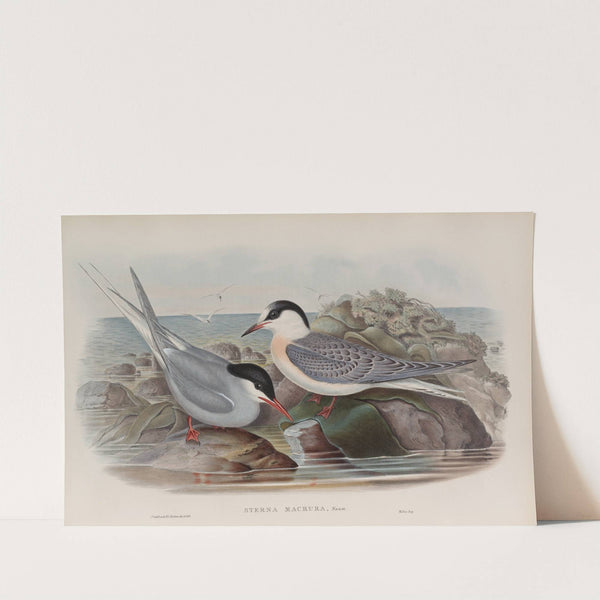 Sterna macrura. Arctic Tern. (1862-1873) by John Gould