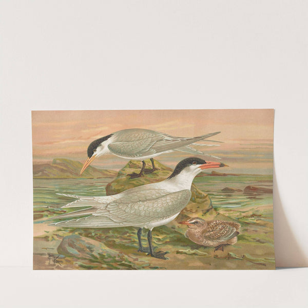 Sterna media Horsf, Sterna tschegrava Lepech by Johann Friedrich Naumann