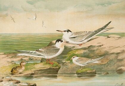 Sterna minuta, Sterna macrura, Sterna hirundo.