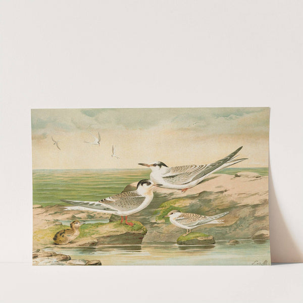 Sterna minuta, Sterna macrura, Sterna hirundo. by Johann Friedrich Naumann