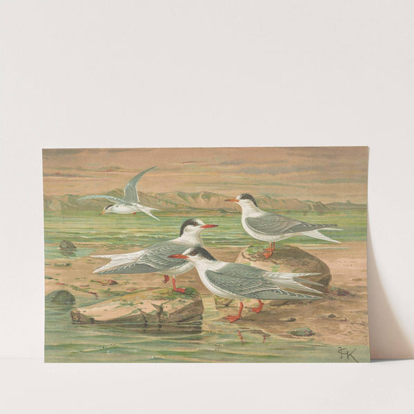 Sterna minuta, Sterna macrura, Sterna hirundo by Johann Friedrich Naumann