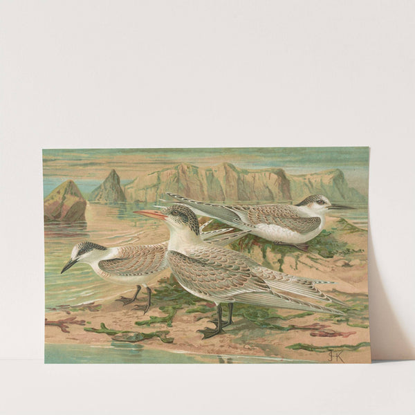 Sterna nilotica Hasselqu, Sterna tschegrava Lepech, Sterna cantiaca Gm by Johann Friedrich Naumann