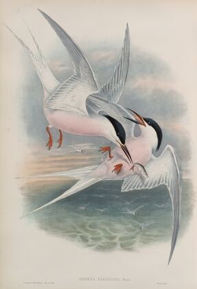 Sterna paradisea. Roseate Tern. (1862-1873)