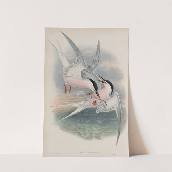 Sterna paradisea. Roseate Tern. (1862-1873) by John Gould