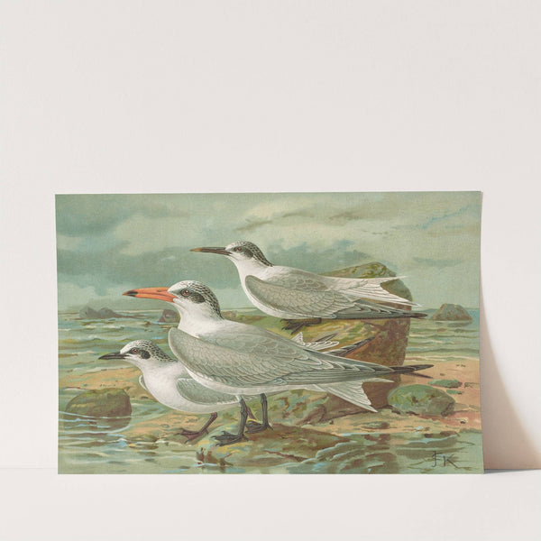 Sterna tschegrava Lepech, Sterna cantiaca Gm, Sterna nilotica Hasselqu by Johann Friedrich Naumann