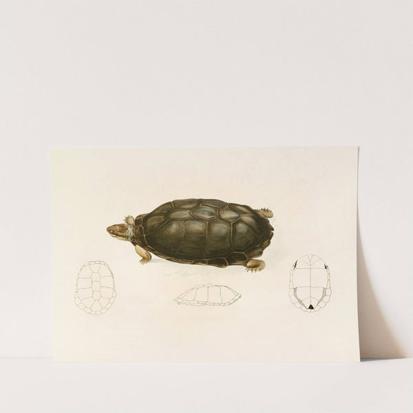 Sternotherus Sinuatus by Sir Andrew Smith