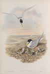 Sternula minuta. Little Tern. (1862-1873)