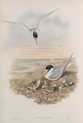 Sternula minuta. Little Tern. (1862-1873)